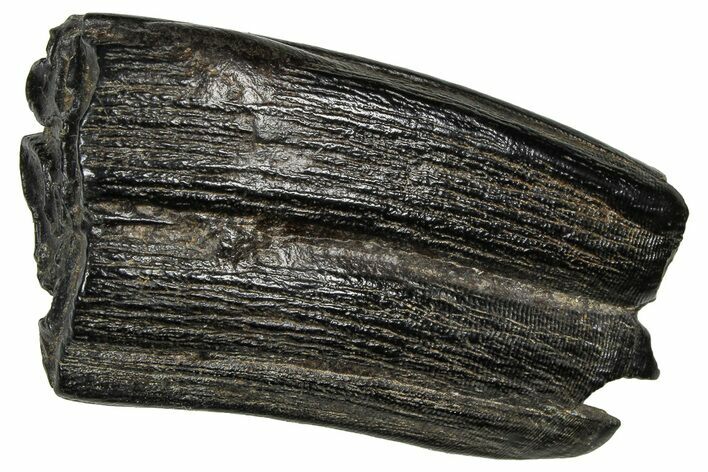 Pleistocene Aged Fossil Horse Tooth - South Carolina #374125